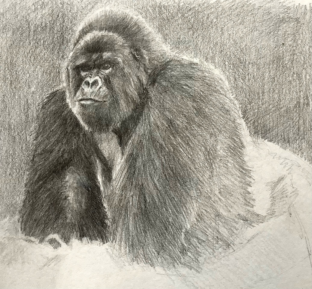  Gorilla pencil drawing,  by visual artist Lesley Rumble